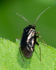 Slaterocoris