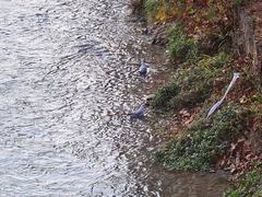 Chroicocephalus ridibundus