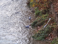 Chroicocephalus ridibundus