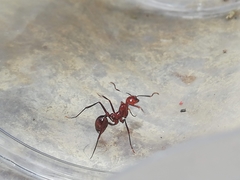 Megalomyrmex leoninus