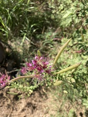 Polanisia dodecandra riograndensis