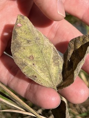 Rhynchosia tomentosa