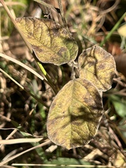 Rhynchosia tomentosa