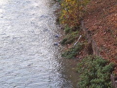 Chroicocephalus ridibundus