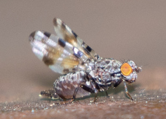 Pseudotephritis vau