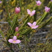Lachnaea grandiflora - Photo (c) murraychristian, osa oikeuksista pidätetään (CC BY-NC)
