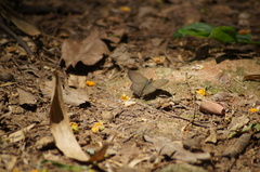 Cissia phronius