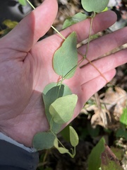 Clematis glaucophylla