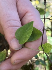 Clematis glaucophylla