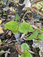 Clematis glaucophylla