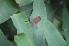 Cissia phronius