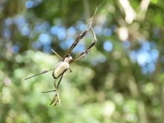 Trichonephila clavipes