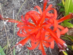 Nerine