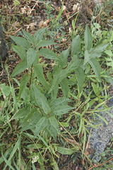 Syringa chinensis
