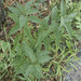Syringa × chinensis - Photo (c) Martin A. Prinz, alguns direitos reservados (CC BY-NC), uploaded by Martin A. Prinz