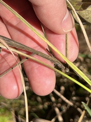 Rhynchosia tomentosa