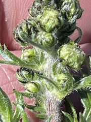 Artemisia arctica comata