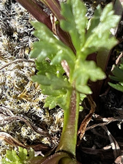 Artemisia arctica comata