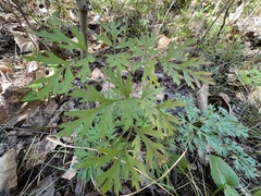 Thaspium pinnatifidum