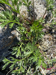 Artemisia arctica comata