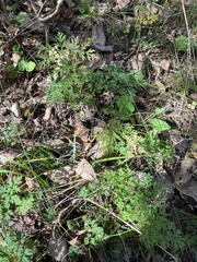 Thaspium pinnatifidum