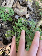 Thaspium pinnatifidum