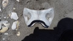 Phocoena phocoena