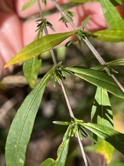 Hypericum densiflorum