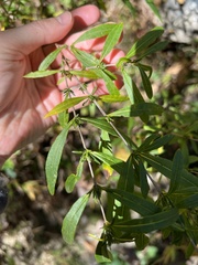 Hypericum densiflorum