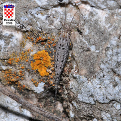 Machilinus rupestris