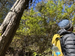 Hypericum densiflorum