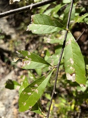 Sideroxylon lycioides