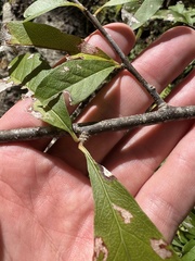 Sideroxylon lycioides