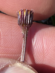 Packera heterophylla