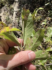 Sideroxylon lycioides