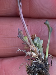 Packera heterophylla