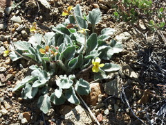 Viola purpurea aurea