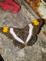 Adelpha fessonia