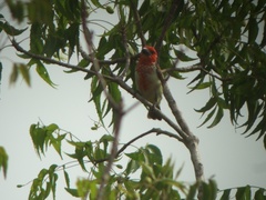 Lybius vieilloti