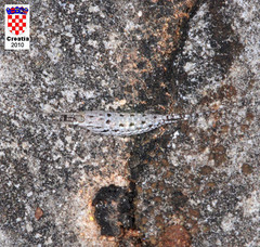 Machilinus rupestris