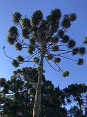 Araucaria angustifolia