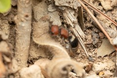 Myrmilla erythrocephala