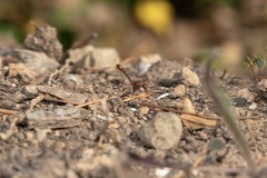 Gasteruption hastator