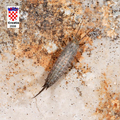 Machilinus rupestris