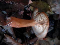 Lactarius subdulcis