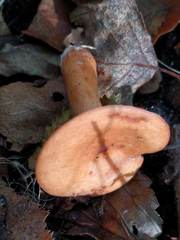 Lactarius subdulcis