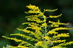 Solidago canadensis