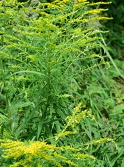 Solidago canadensis