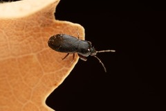 Plinthisus longicollis