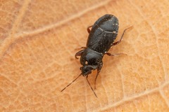 Plinthisus longicollis